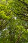 USA-Washington State-Seabeck Bigleaf maple trees in Anderson Landing County Park Art Print